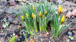 Krokusse im Januar 2012 sind eine Seltenheit. Sie erfreuen das Auge und lassen auf den Fr�hling hoffen