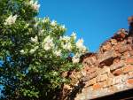Im April 2007 stand er noch, dieser wundersch�ne wei�e Flieder, inzwischen ist die Stadtmauer in Neuruppin restauriert worden, deshalb musste der Flieder weichen.