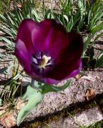 Blatter und Bluten/198743/violette-tulpe-in-unserem-garten Violette Tulpe in unserem Garten