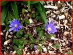Blaue Anemonen in Leezen, Fr�hjahr 2012