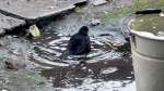 Vogel/175005/freunde-des-regenwetters-nutzen-ein-bad Freunde des Regenwetters nutzen ein Bad in der Pftze ( 8.1.2012 in unserem Garten)
