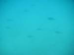 Allgemeinbilder/9930/blick-unter-wasser-----fotografiert-durch-einen Blick unter Wasser---- fotografiert durch einen glsernen Schiffsrumpf! einige fische sind schemenhaft zu erkennen in Hhe des Meeresbodens.....
Aufgenommen September 2008
