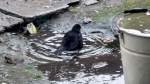 Freunde des Regenwetters nutzen ein Bad in der Pf�tze ( 8.1.2012 in unserem Garten)
